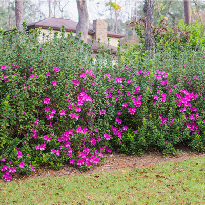 Azalea