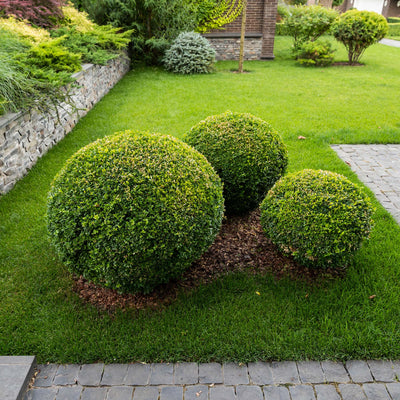 Boxwood Shrubs