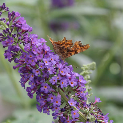 The Butterfly Bush Collection