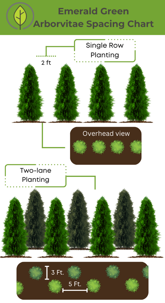 Emerald Green Arborvitae