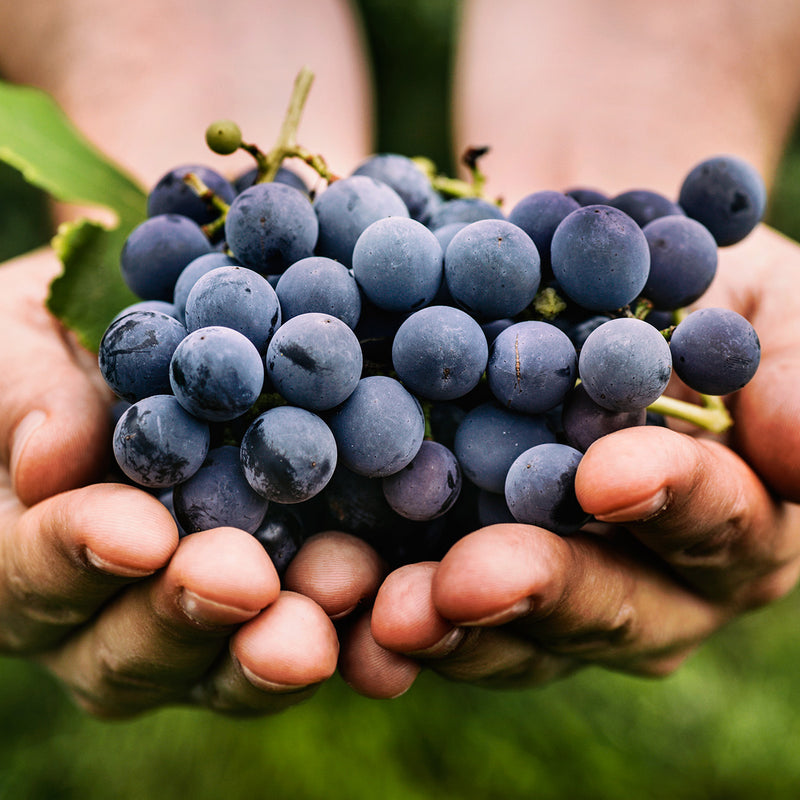 Mars Purple Grape Vine