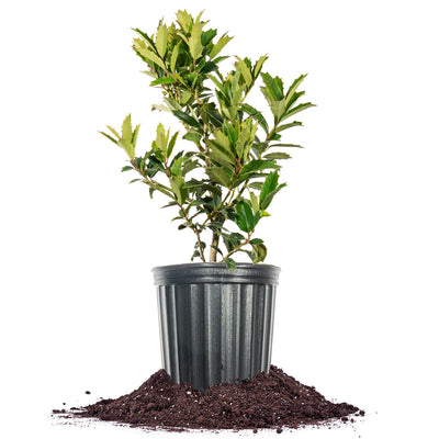Oakleaf Holly