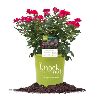 Red Knock Out® Rose