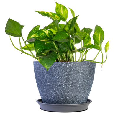Golden Pothos