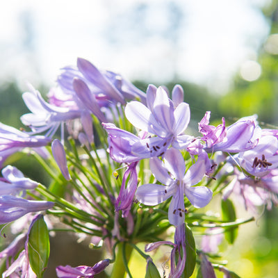 Agapanthus Blue