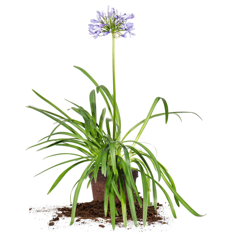 Agapanthus Blue