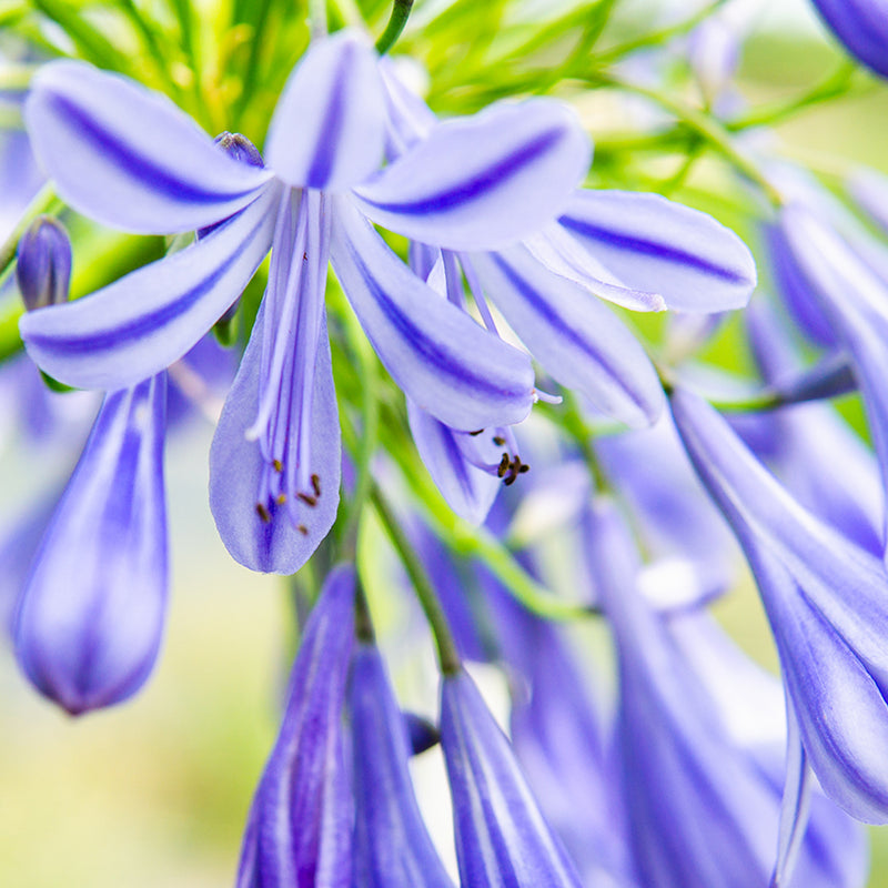 Agapanthus Blue