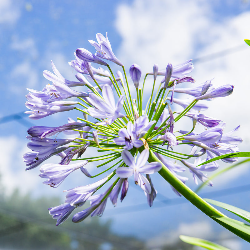 Agapanthus Blue