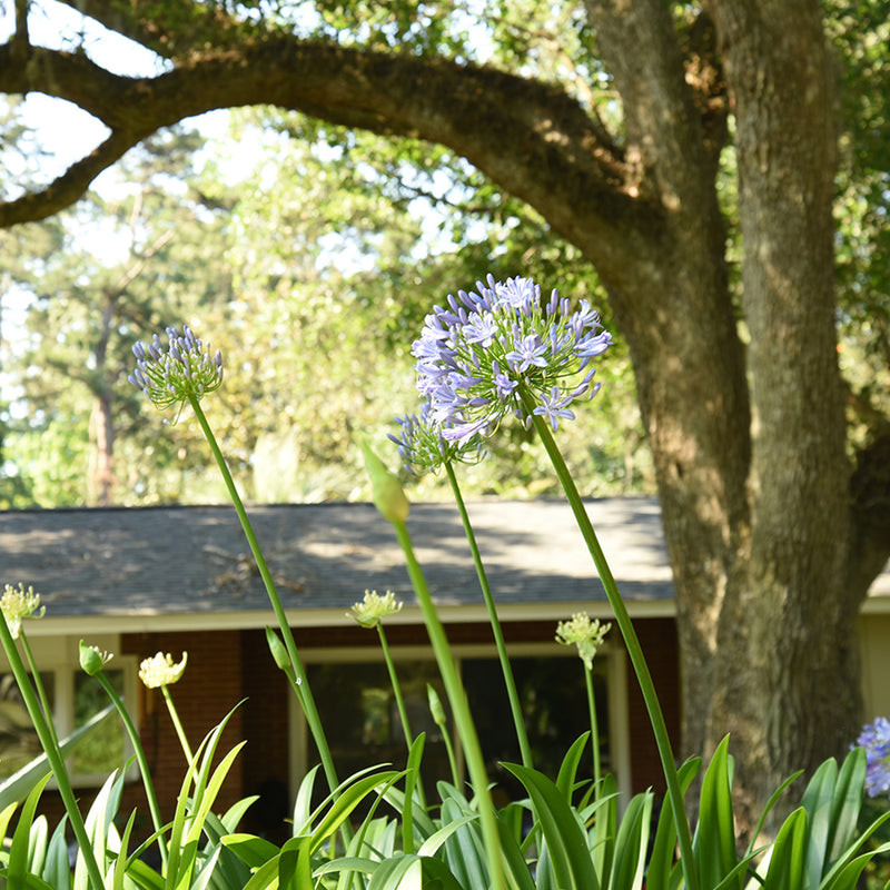 Agapanthus Blue