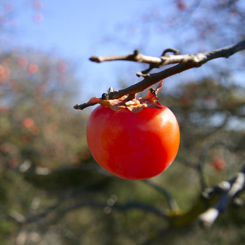 American Persimmon Tree