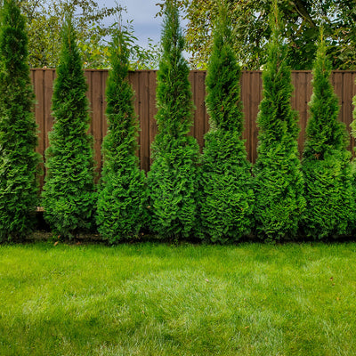 Full Speed A Hedge® Arborvitae