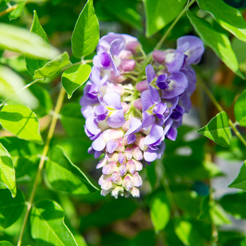 Wisteria Amethyst Falls