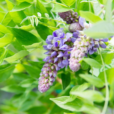 Wisteria Amethyst Falls