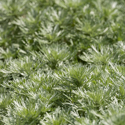 Silver Mound Artemisia