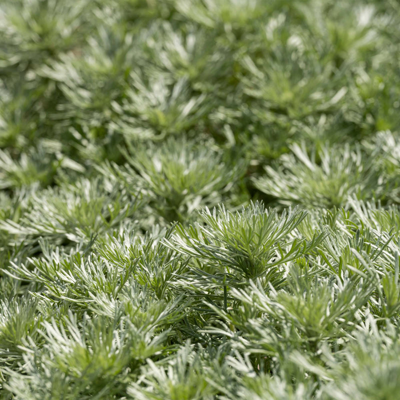 Silver Mound Artemisia