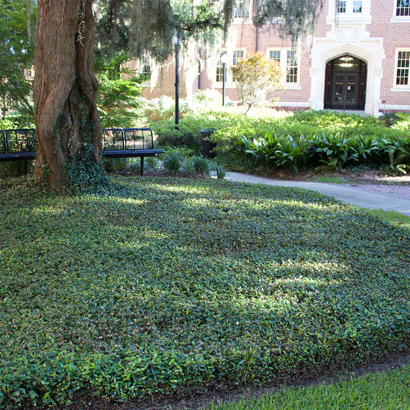 Asiatic Jasmine