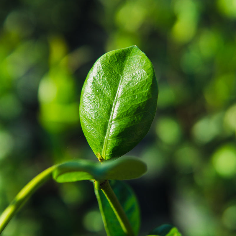 Asiatic Jasmine