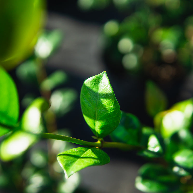 Asiatic Jasmine