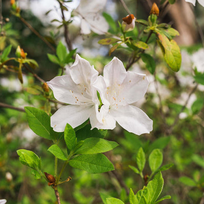 GG Gerbing Azalea