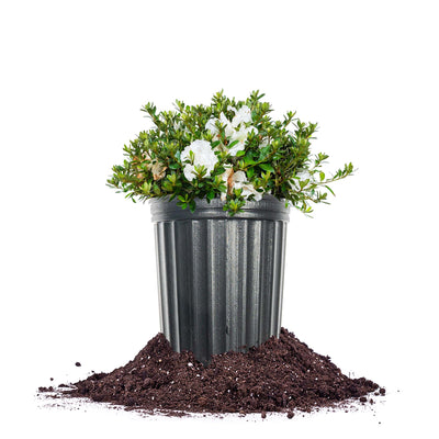 Gumpo White Azalea