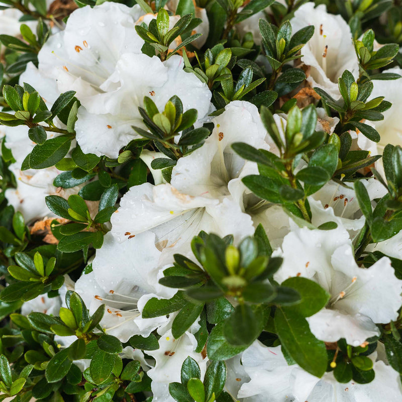 Gumpo White Azalea