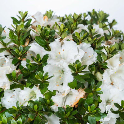 Gumpo White Azalea