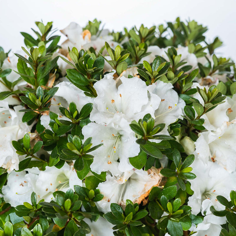 Gumpo White Azalea