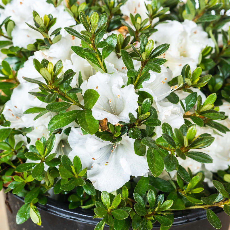 Gumpo White Azalea