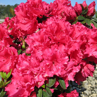 Red Ruffles Azalea