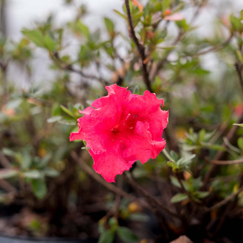 Red Ruffles Azalea