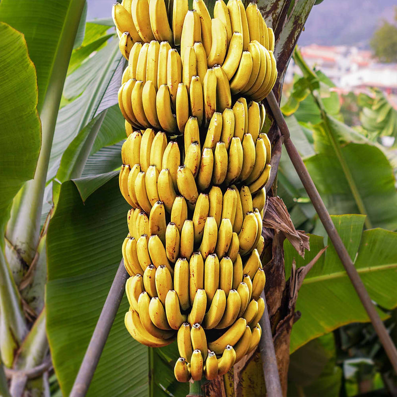 Dwarf Cavendish Banana