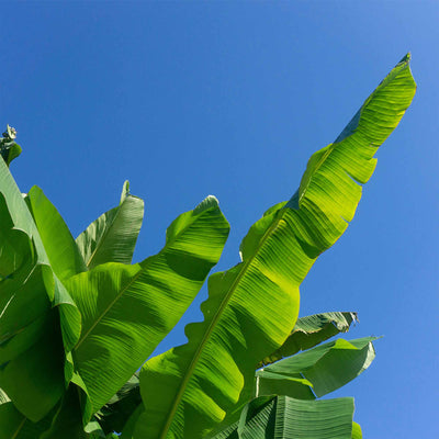 Dwarf Cavendish Banana