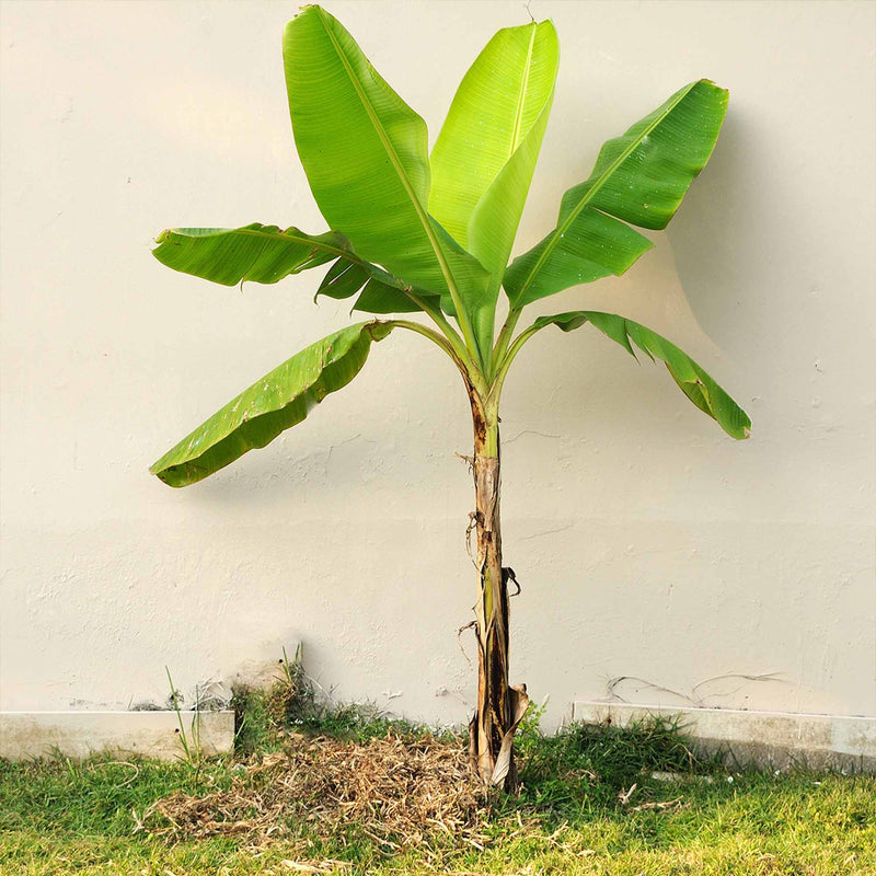 Dwarf Cavendish Banana