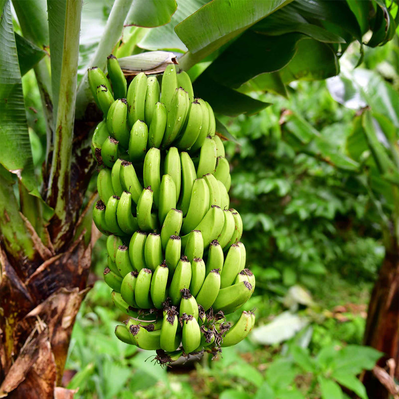 Dwarf Cavendish Banana