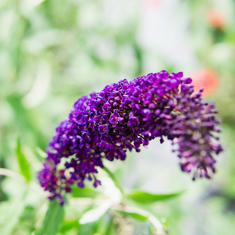 Black Knight Butterfly Bush