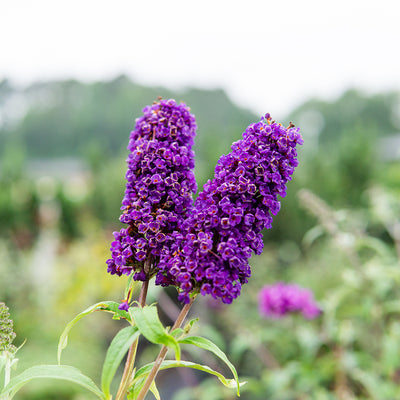 Black Knight Butterfly Bush