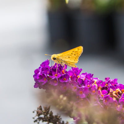 Black Knight Butterfly Bush