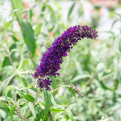 Black Knight Butterfly Bush