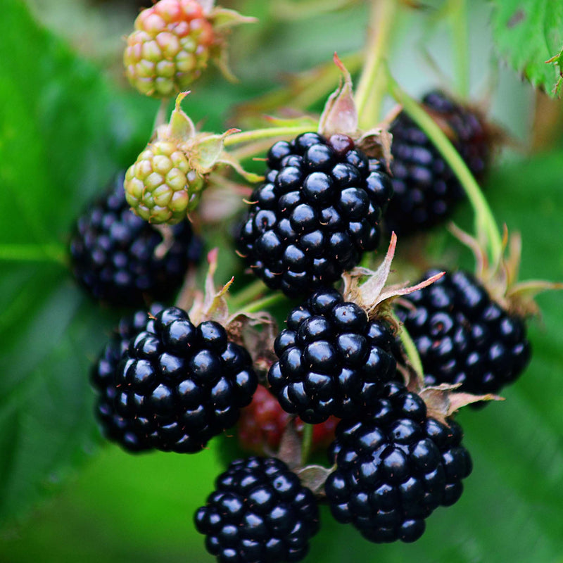 Navaho Blackberry