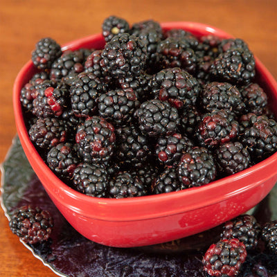 Navaho Blackberry