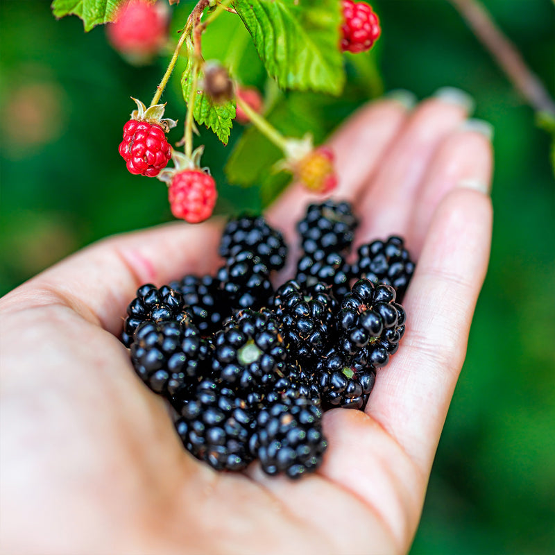 Prime Ark® Traveler Blackberry
