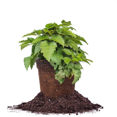 Prime Ark® Traveler Blackberry