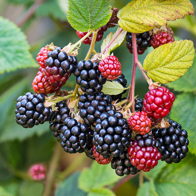 Prime Ark® Traveler Blackberry