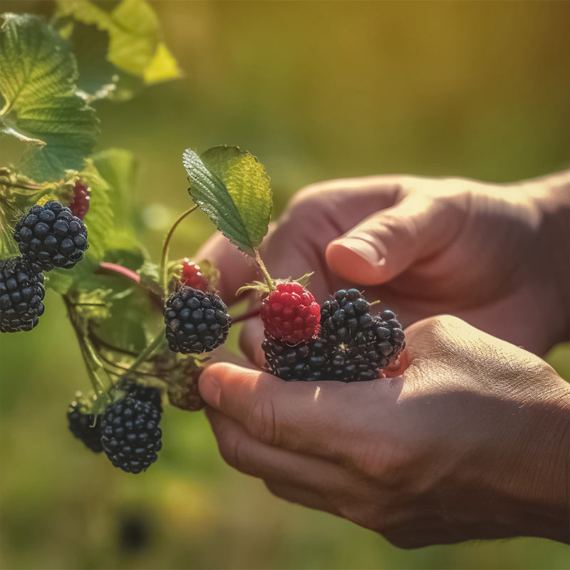 Prime Ark® Traveler Blackberry
