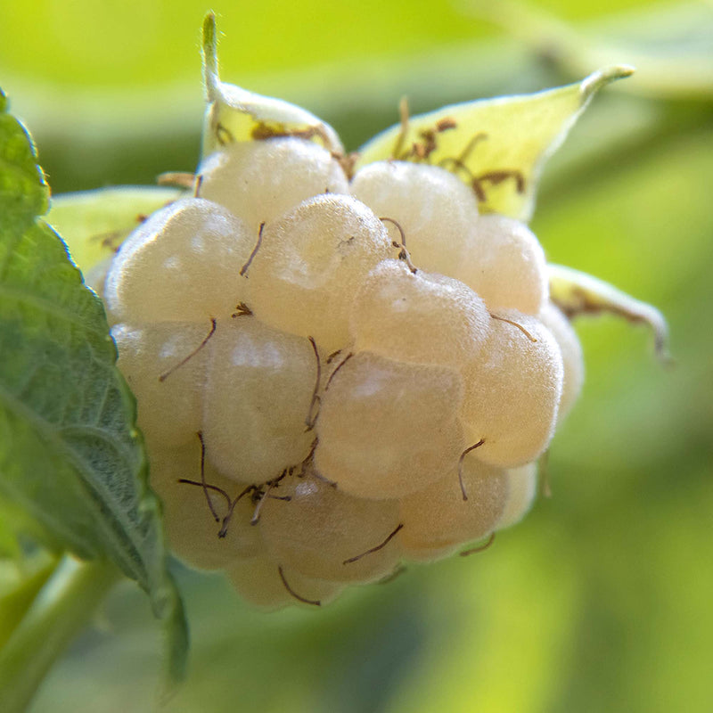 Snowbank Blackberry