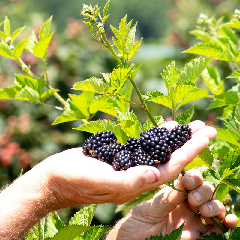 Triple Crown Blackberry Bush