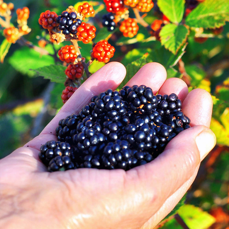 Triple Crown Blackberry Bush