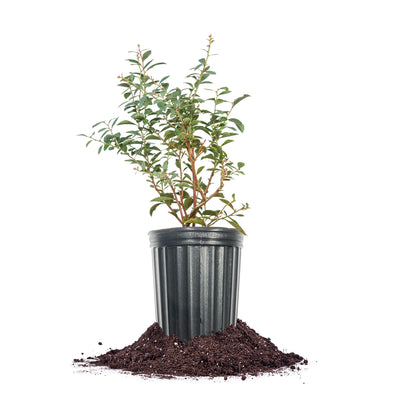 O'Neal Blueberry Bush