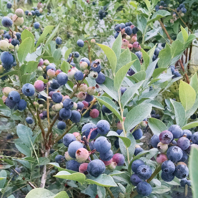 Powder Blue Blueberry Bush