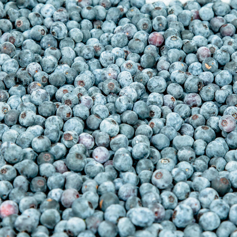 Powder Blue Blueberry Bush